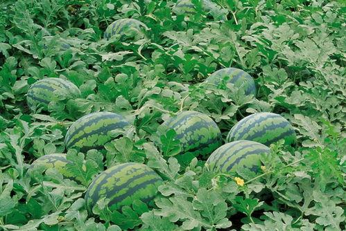 买小道消息吃瓜,小道消息背后的真实瓜料大揭秘